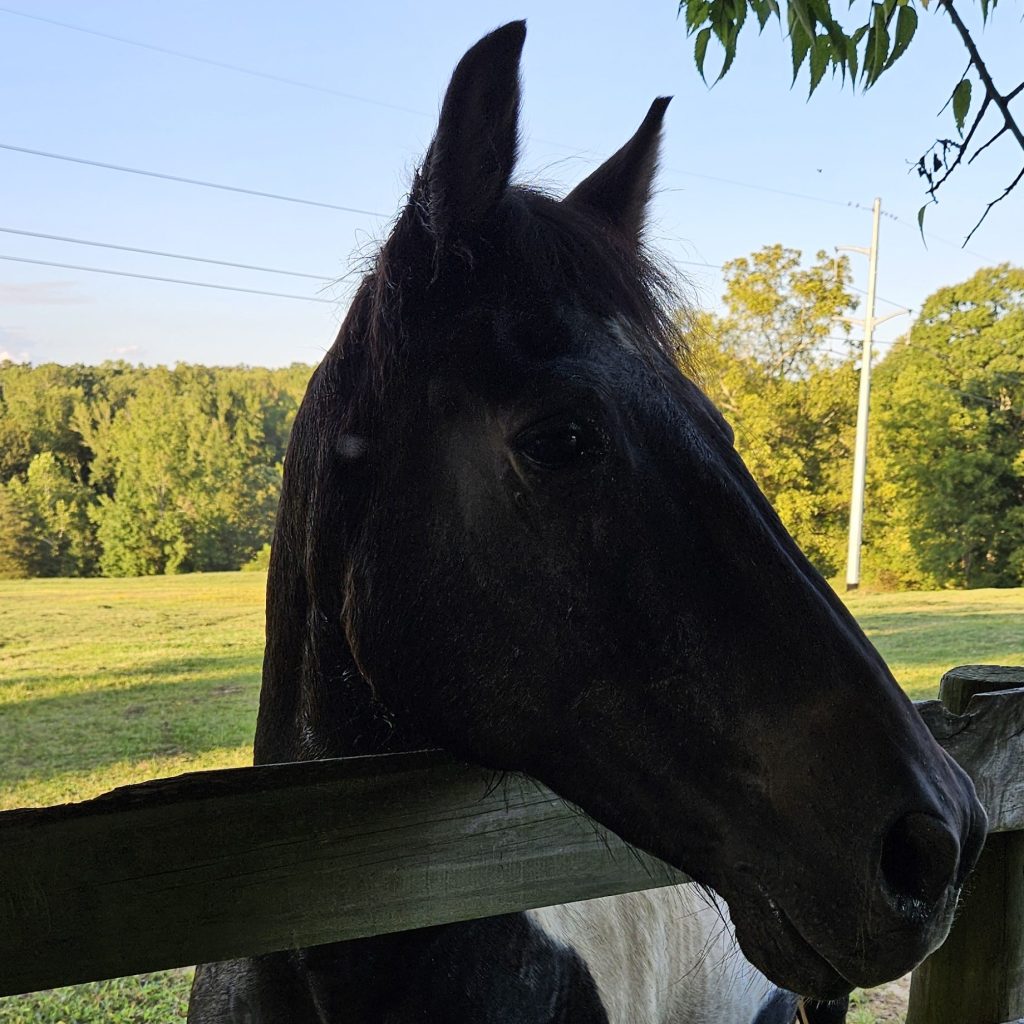 How a Horse Loving Country Girl Became a Trust & Estates Practice&nbsp;Manager